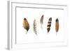 Red Rock Feathers I-Grace Popp-Framed Art Print