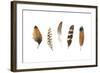 Red Rock Feathers I-Grace Popp-Framed Art Print