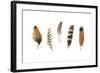 Red Rock Feathers I-Grace Popp-Framed Art Print