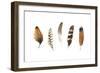 Red Rock Feathers I-Grace Popp-Framed Art Print