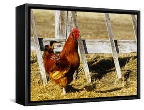 Red Rooster, Rhode Island, USA-Chuck Haney-Framed Stretched Canvas