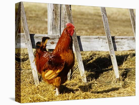 Red Rooster, Rhode Island, USA-Chuck Haney-Stretched Canvas