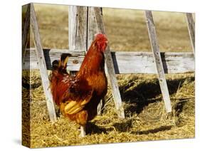 Red Rooster, Rhode Island, USA-Chuck Haney-Stretched Canvas