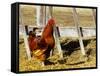 Red Rooster, Rhode Island, USA-Chuck Haney-Framed Stretched Canvas