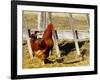 Red Rooster, Rhode Island, USA-Chuck Haney-Framed Premium Photographic Print