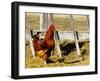 Red Rooster, Rhode Island, USA-Chuck Haney-Framed Photographic Print