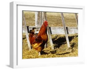 Red Rooster, Rhode Island, USA-Chuck Haney-Framed Photographic Print