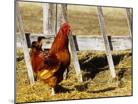 Red Rooster, Rhode Island, USA-Chuck Haney-Mounted Photographic Print