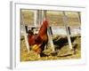 Red Rooster, Rhode Island, USA-Chuck Haney-Framed Photographic Print