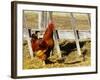 Red Rooster, Rhode Island, USA-Chuck Haney-Framed Photographic Print