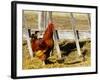 Red Rooster, Rhode Island, USA-Chuck Haney-Framed Photographic Print