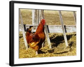 Red Rooster, Rhode Island, USA-Chuck Haney-Framed Photographic Print