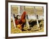 Red Rooster, Rhode Island, USA-Chuck Haney-Framed Photographic Print