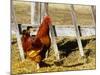 Red Rooster, Rhode Island, USA-Chuck Haney-Mounted Photographic Print