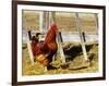 Red Rooster, Rhode Island, USA-Chuck Haney-Framed Photographic Print