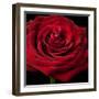 Red Rose 02-Tom Quartermaine-Framed Giclee Print