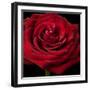 Red Rose 02-Tom Quartermaine-Framed Giclee Print