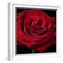 Red Rose 02-Tom Quartermaine-Framed Giclee Print