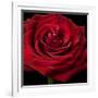 Red Rose 02-Tom Quartermaine-Framed Giclee Print