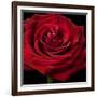 Red Rose 02-Tom Quartermaine-Framed Giclee Print