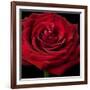 Red Rose 02-Tom Quartermaine-Framed Giclee Print