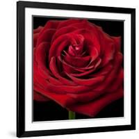 Red Rose 02-Tom Quartermaine-Framed Giclee Print