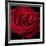 Red Rose 02-Tom Quartermaine-Framed Giclee Print