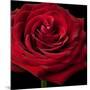 Red Rose 02-Tom Quartermaine-Mounted Giclee Print