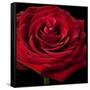 Red Rose 02-Tom Quartermaine-Framed Stretched Canvas