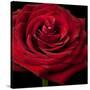 Red Rose 02-Tom Quartermaine-Stretched Canvas