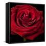 Red Rose 02-Tom Quartermaine-Framed Stretched Canvas