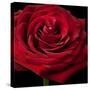 Red Rose 02-Tom Quartermaine-Stretched Canvas