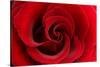 Red Rose 03-Tom Quartermaine-Stretched Canvas