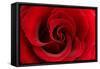 Red Rose 03-Tom Quartermaine-Framed Stretched Canvas