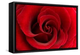 Red Rose 03-Tom Quartermaine-Framed Stretched Canvas