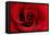 Red Rose 03-Tom Quartermaine-Framed Stretched Canvas