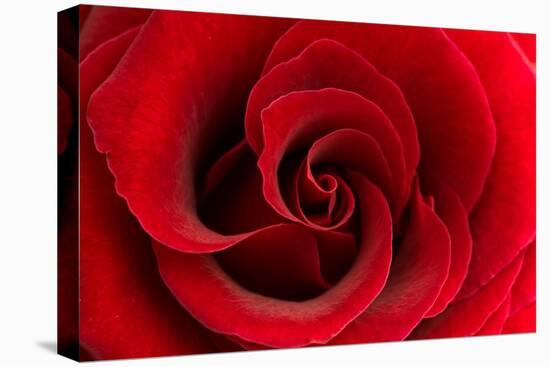 Red Rose 03-Tom Quartermaine-Stretched Canvas