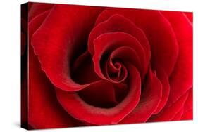 Red Rose 03-Tom Quartermaine-Stretched Canvas