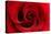 Red Rose 03-Tom Quartermaine-Stretched Canvas