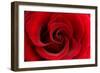 Red Rose 03-Tom Quartermaine-Framed Giclee Print