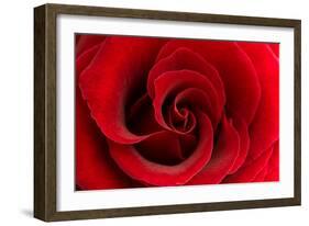 Red Rose 03-Tom Quartermaine-Framed Giclee Print