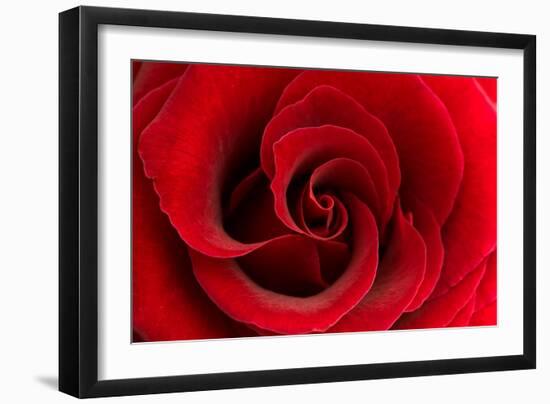 Red Rose 03-Tom Quartermaine-Framed Giclee Print