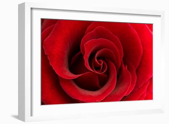 Red Rose 03-Tom Quartermaine-Framed Giclee Print