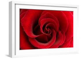 Red Rose 03-Tom Quartermaine-Framed Giclee Print