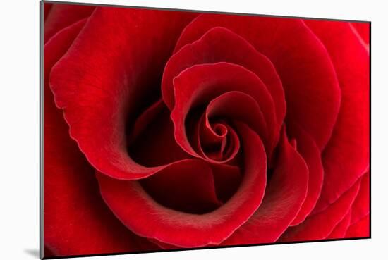 Red Rose 03-Tom Quartermaine-Mounted Giclee Print