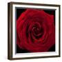 Red Rose 04-Tom Quartermaine-Framed Giclee Print