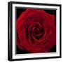 Red Rose 04-Tom Quartermaine-Framed Giclee Print