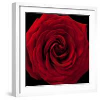 Red Rose 04-Tom Quartermaine-Framed Giclee Print