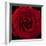 Red Rose 04-Tom Quartermaine-Framed Giclee Print