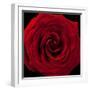 Red Rose 04-Tom Quartermaine-Framed Giclee Print